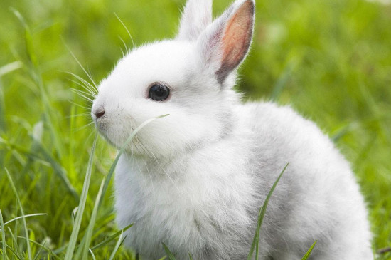 兔子聪明吗