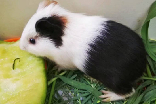 荷兰猪可以吃黄瓜吗