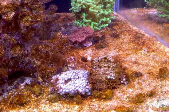 鱼缸长褐藻怎么办