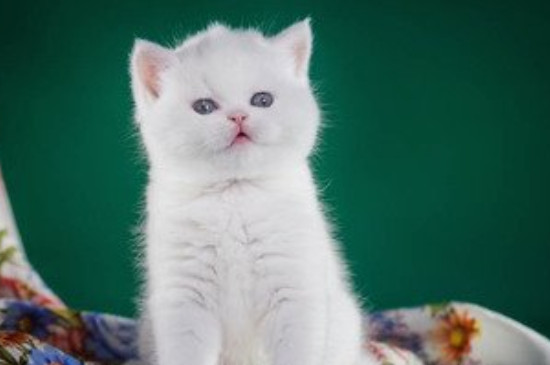 蓝眼白猫是什么品种