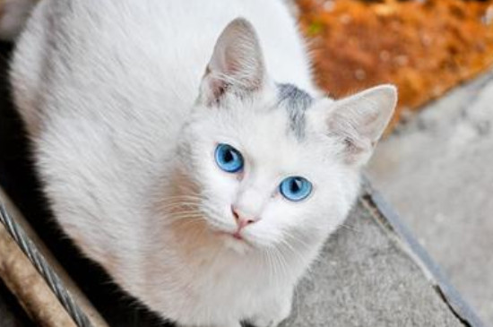 蓝眼白猫是什么品种