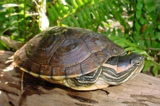 巴西龟需要晒太阳吗