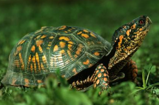 巴西红耳龟有毒吗