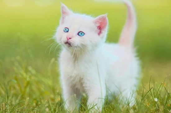 白色蓝眼睛猫是啥品种
