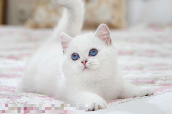白色蓝眼睛猫是啥品种