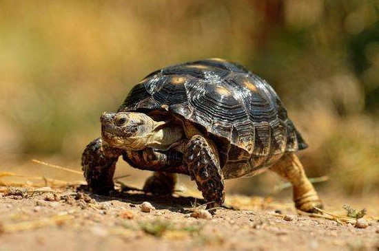 乌龟不吃不喝能活多久
