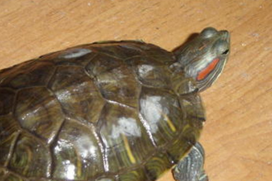 巴西龟可以和什么龟混养