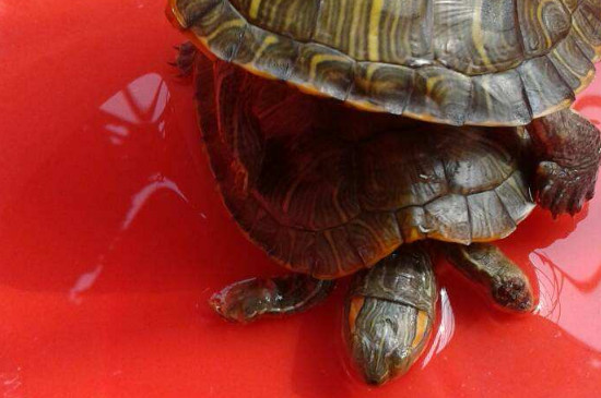 乌龟腐皮干养多久可以痊愈