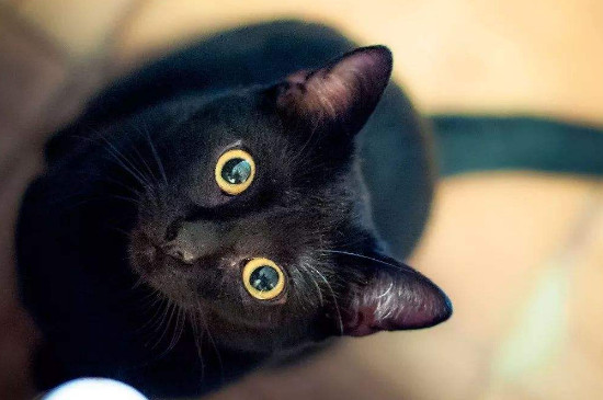 养黑猫有什么忌讳