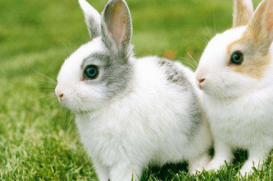 兔子吃狗尾巴草吗
