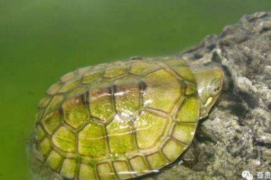 绿水养龟粪便怎么处理