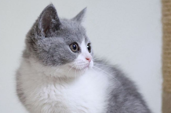 灰白猫是什么品种