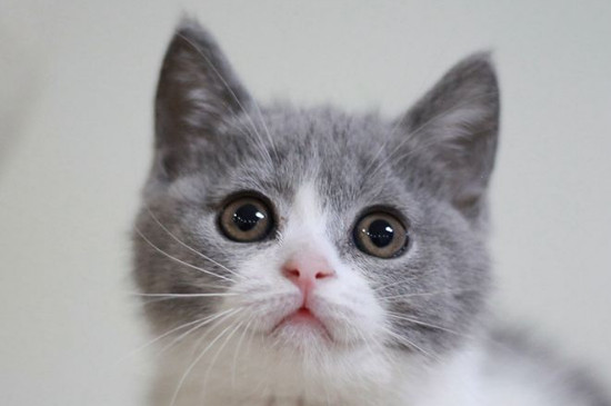 灰白猫是什么品种