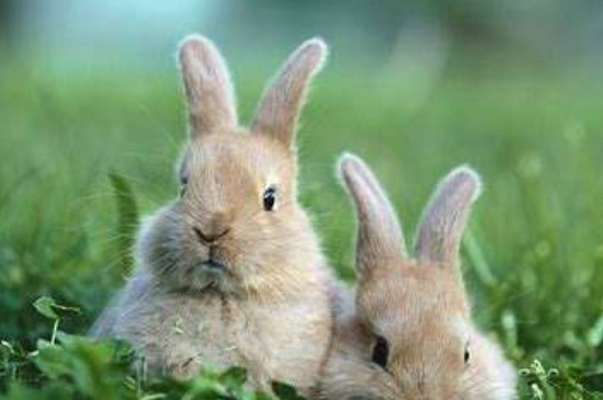 兔子怎么分辨公母