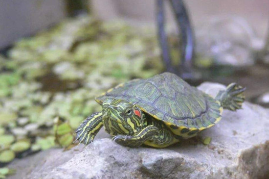 巴西龟一定要在水里睡觉吗
