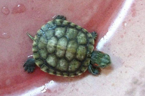 巴西龟一定要在水里睡觉吗