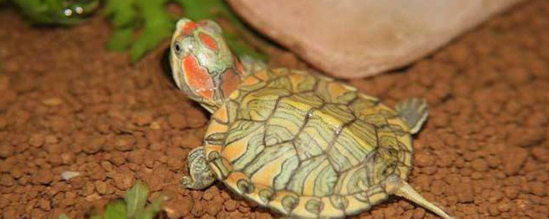 巴西龟会蜕壳蜕皮吗