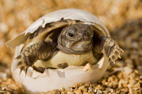乌龟蛋要多少天才能孵出来
