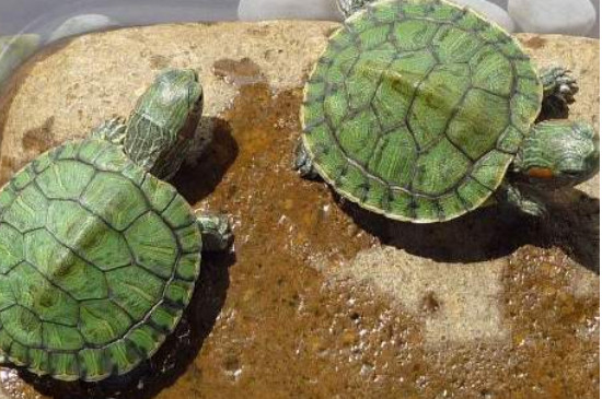 巴西龟腐甲能自愈吗