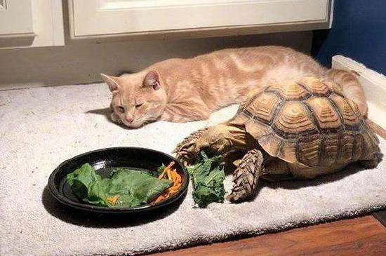 幼龟不吃食儿怎么回事儿?