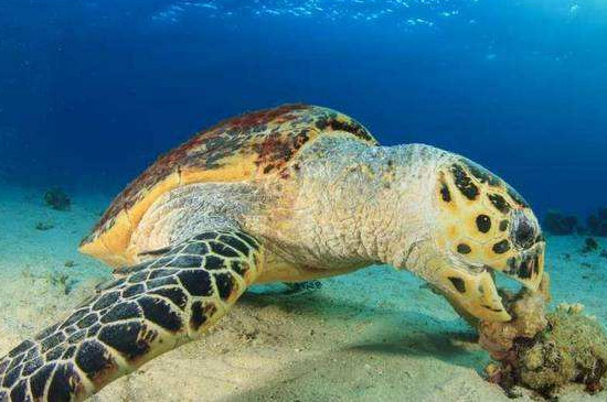 乌龟晚上在水里睡觉怎么呼吸