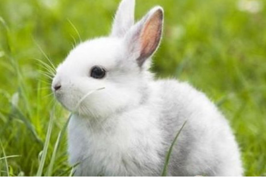 兔子眼睛有白色粘液睁不开