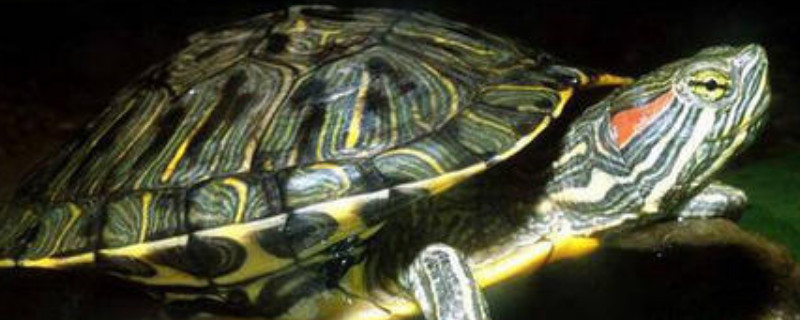 巴西龟寿命一般有多少年