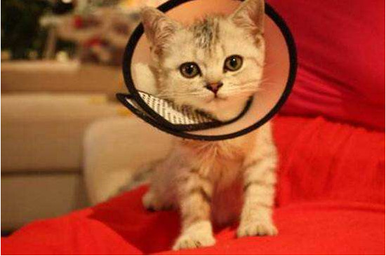 公猫绝育后伤口感染的表现