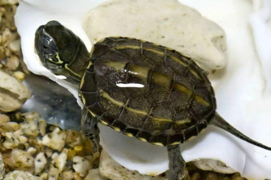 乌龟溺水一天还能救活吗