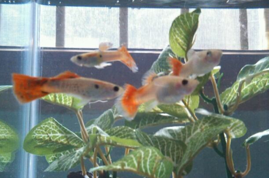 樱花虾可以和孔雀鱼一起养吗