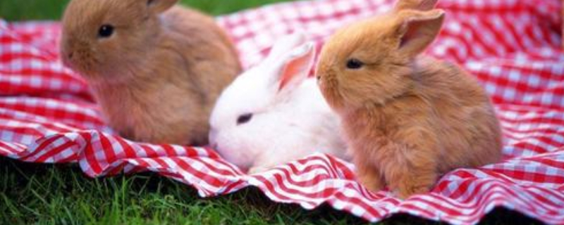 兔子能吃什么