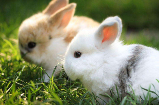 兔子能吃什么
