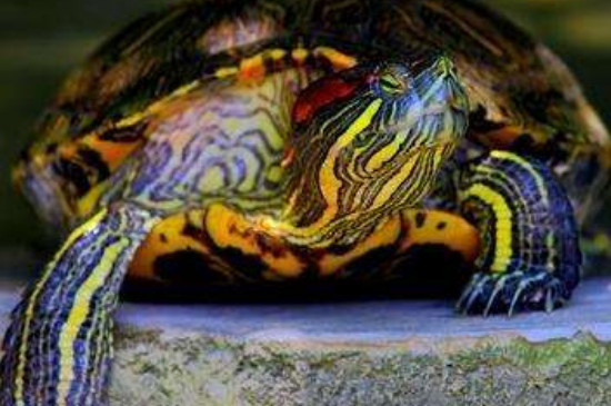 巴西龟水脏太快怎么办