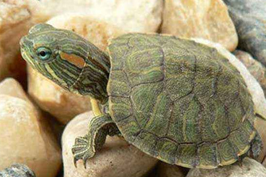 巴西龟水脏太快怎么办