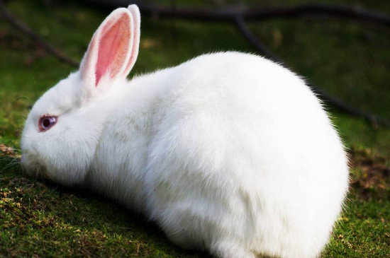 兔子中暑瘫软了怎么办