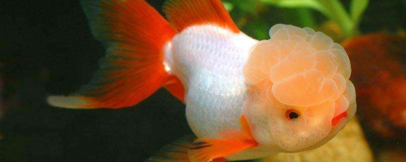 金鱼 宠物圈