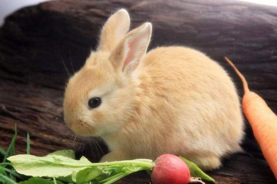 公兔和母兔可以放在一起养吗