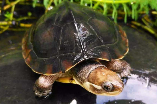 乌龟白眼白膜多久能脱落
