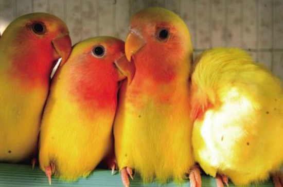 黄桃鹦鹉能单养吗