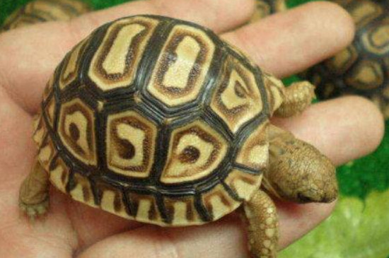 清道夫吸龟对龟有影响吗