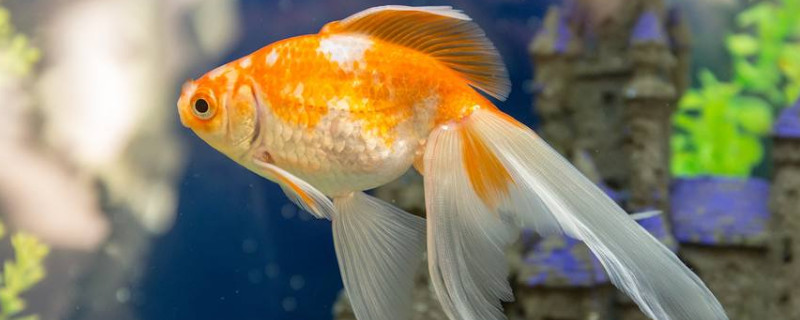 金鱼睡觉吗 怎么睡 睡多久 宠物圈