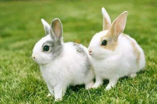 兔子眼睛发炎发脓是怎么回事