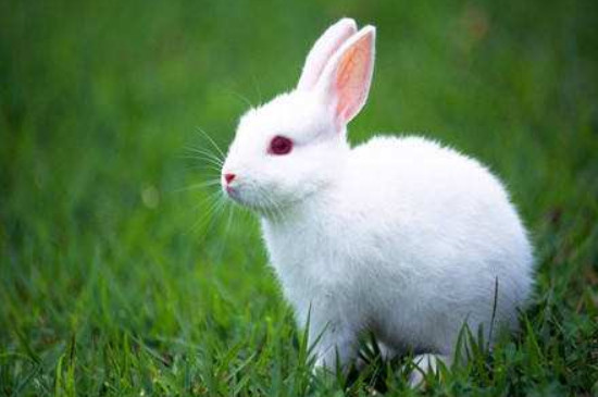 兔子眼睛发炎发脓是怎么回事