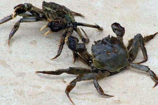 螃蟹怎么养过夜不会死