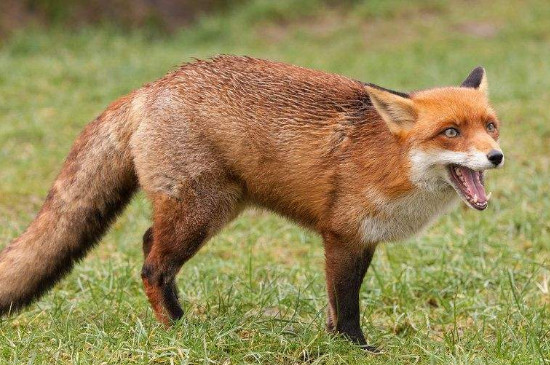 狐狸吃什么食物