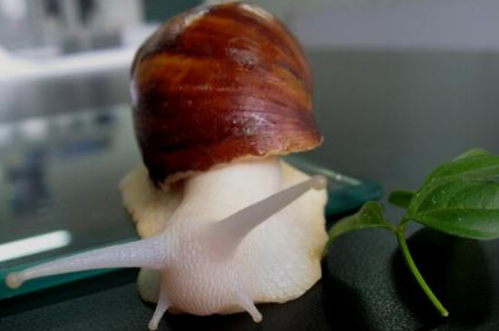 白玉蜗牛一定要用土养吗