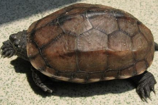山龟品种
