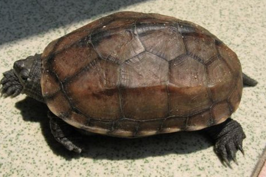 草龟寿命一般多少年