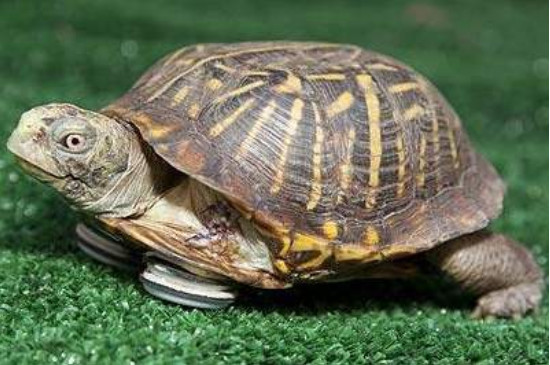 草龟多少度开始不进食
