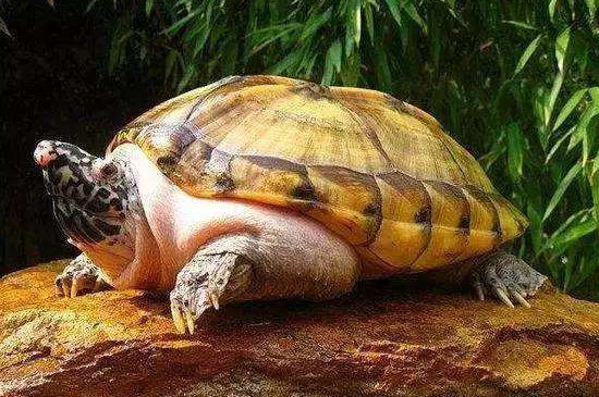 侧颈龟为什么叫垃圾龟